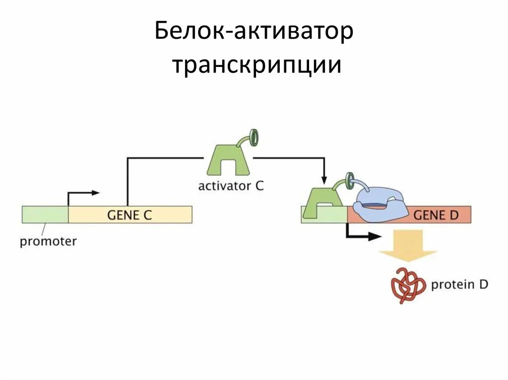 Белки активаторы. Активаторы и репрессоры транскрипции. Белки активаторы транскрипции. Белок активатор и белок репрессор. Активация транскрипции.