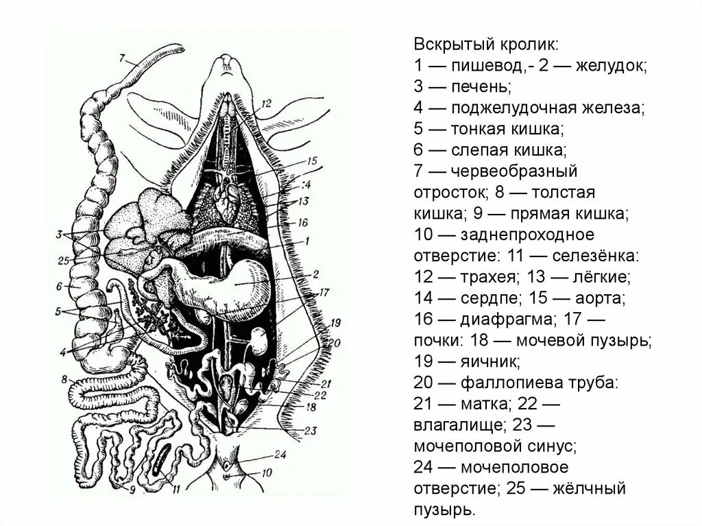 Слепая кишка кролика. Строение кролика анатомия. Схема внутреннего строения кролика. Внутреннее строение кролика. Внутреннее строение кролика самки схема.