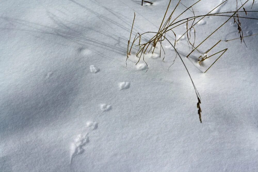 следы человека на снегу. шаги на снегу. следы зайца беляка. следы в зимнем лесу. маленькие следы на снегу.