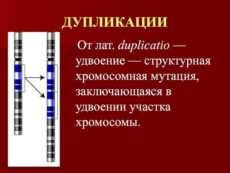 Дупликация хромосом. Хромосомные дупликации. Дупликация генетика. Удвоение участка хромосомы. Хромосомные удвоение участка хромосомы