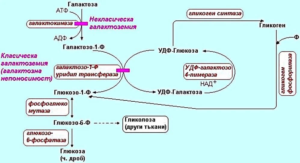 Галактоземия биохимия схема. Метаболизм галактозы при галактоземии. Общая схема обмена галактозы. Патогенез галактоземии схема.