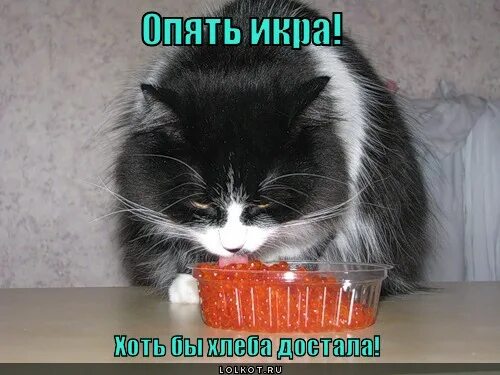 Опять икра. Белое солнце пустыни луспекаев икра. Опять икра. Белое солнце пустыни луспекаев икра. Опять икра хоть бы хлеба достала.