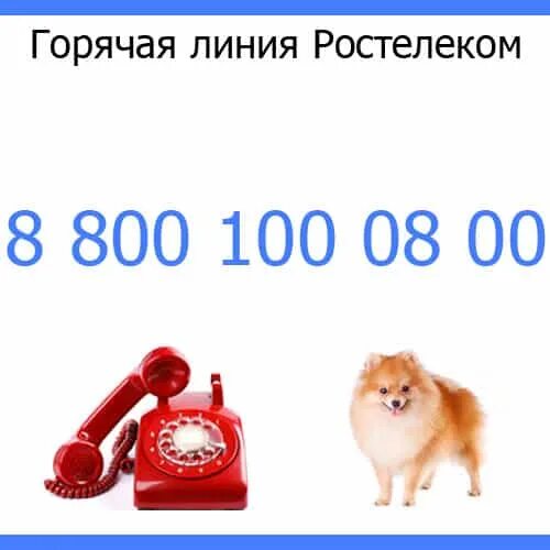 Телефон ростелекома бесплатный 8 800. Ростелеком горячая линия. Горячая Лилия Ростелеком. Ростеликомгорячая линия.