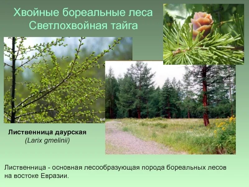 Преобладающие деревья в тайге