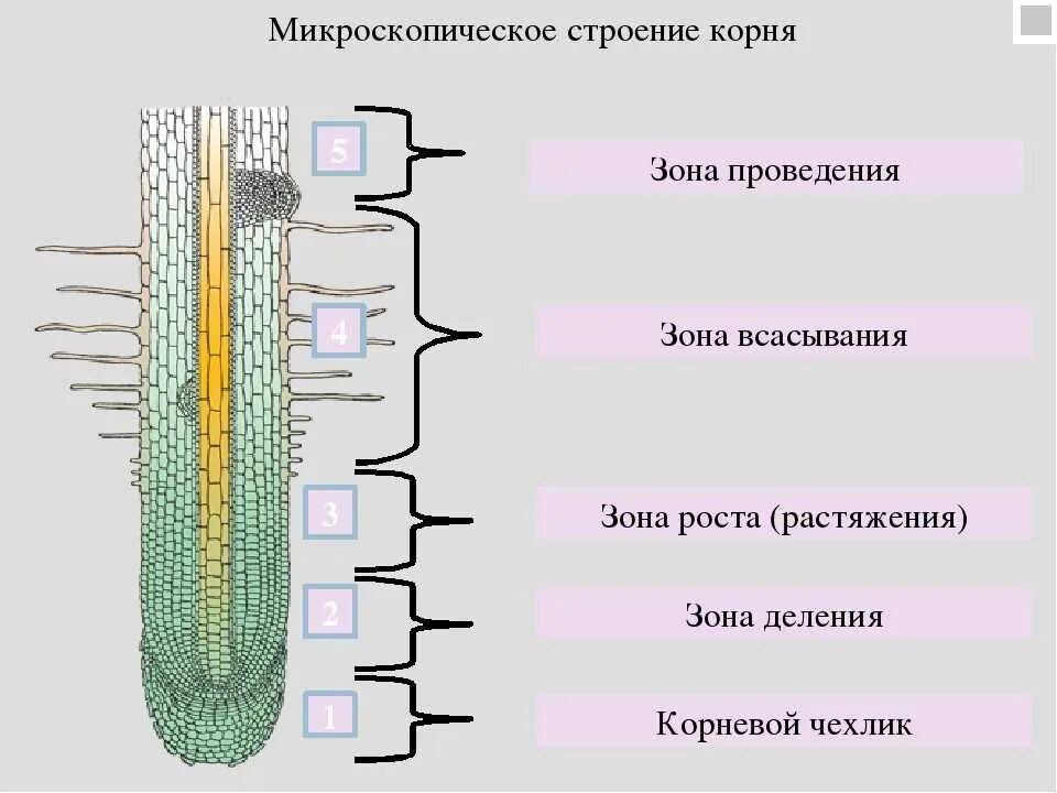 Зона деления корня ответ. Внутреннее строение корня зоны корня биология 6 класс. Схема строения корня биология 6 класс. Строение корня зоны корня 6 класс биология. Клеточное строение корня растений.