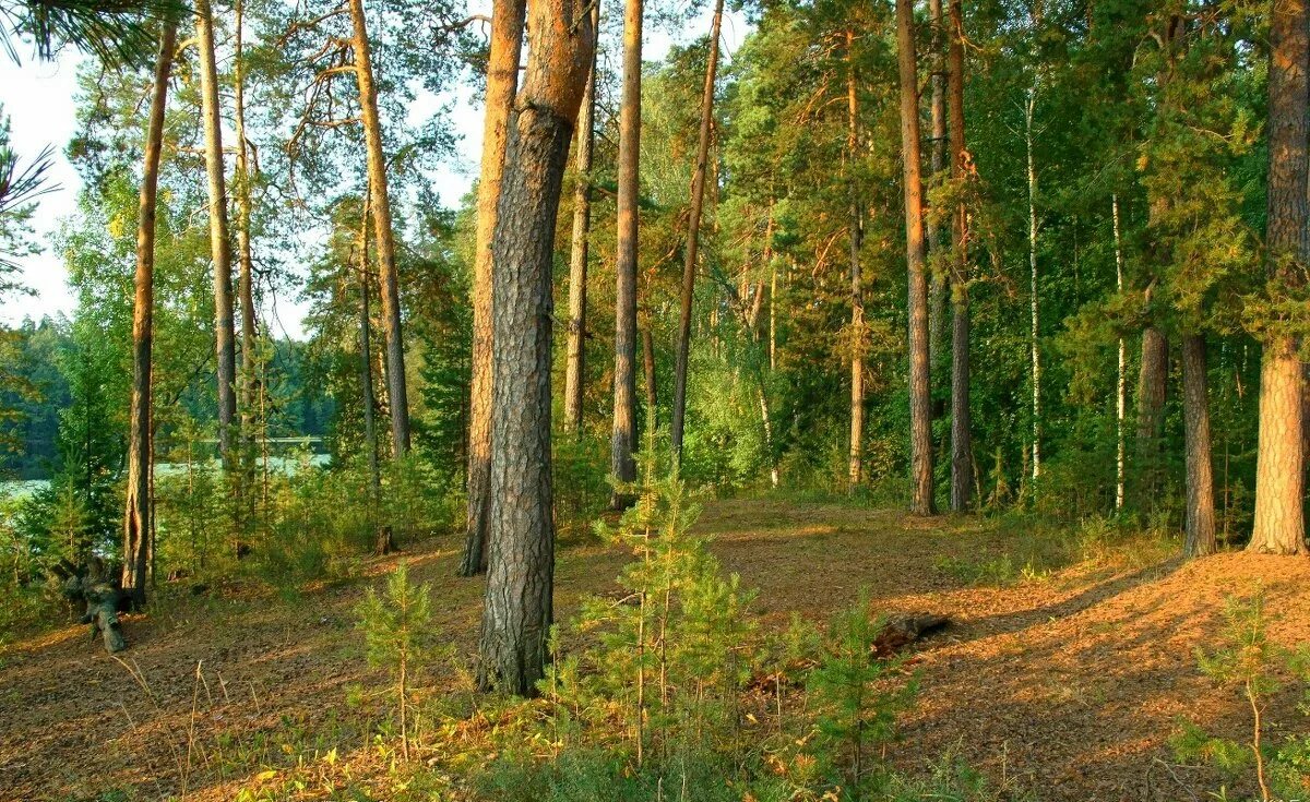 З бор. Лес Сосновый Бор Марий Эл. Сосновый Бор Ярославль лес. Переславль-Залесский лес. Сосновый лес в Переславле Залесском.