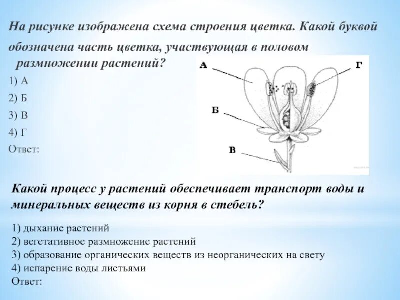 На рисунке изображена схема строения цветка. Какие части цветка участвуют в размножении. Какая часть цветка участвует в половом размножении. Половое строение цветка. Изображенная на рисунке структура участвует