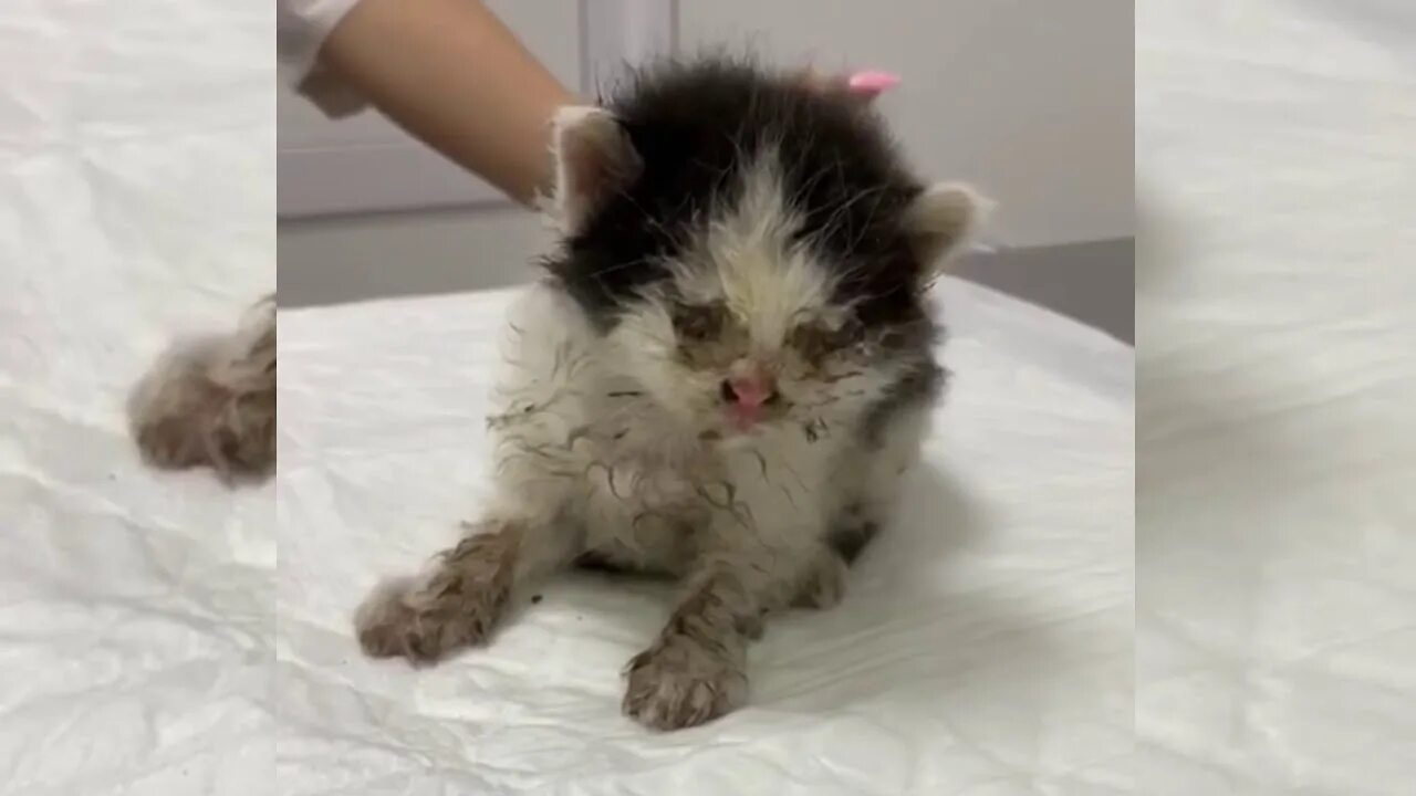Котята которых спасли. Спасение маленьких котят. спасенные маленькие котята.