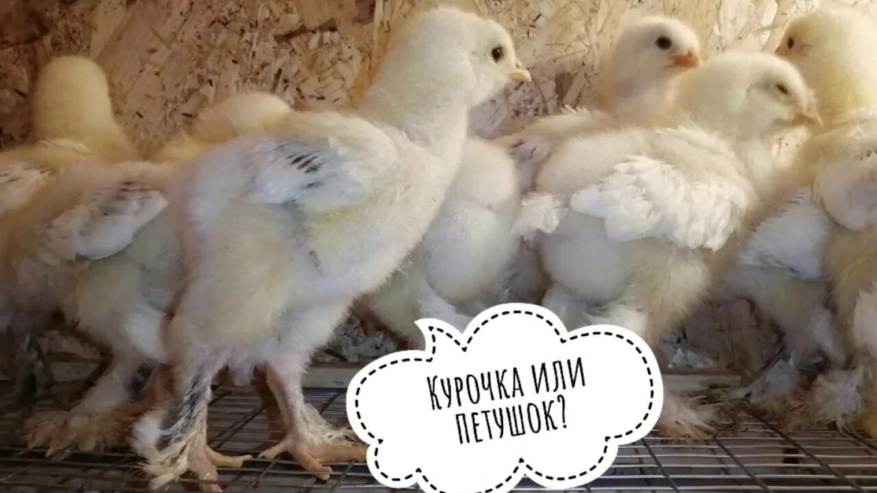 Как различить курочек от петушков