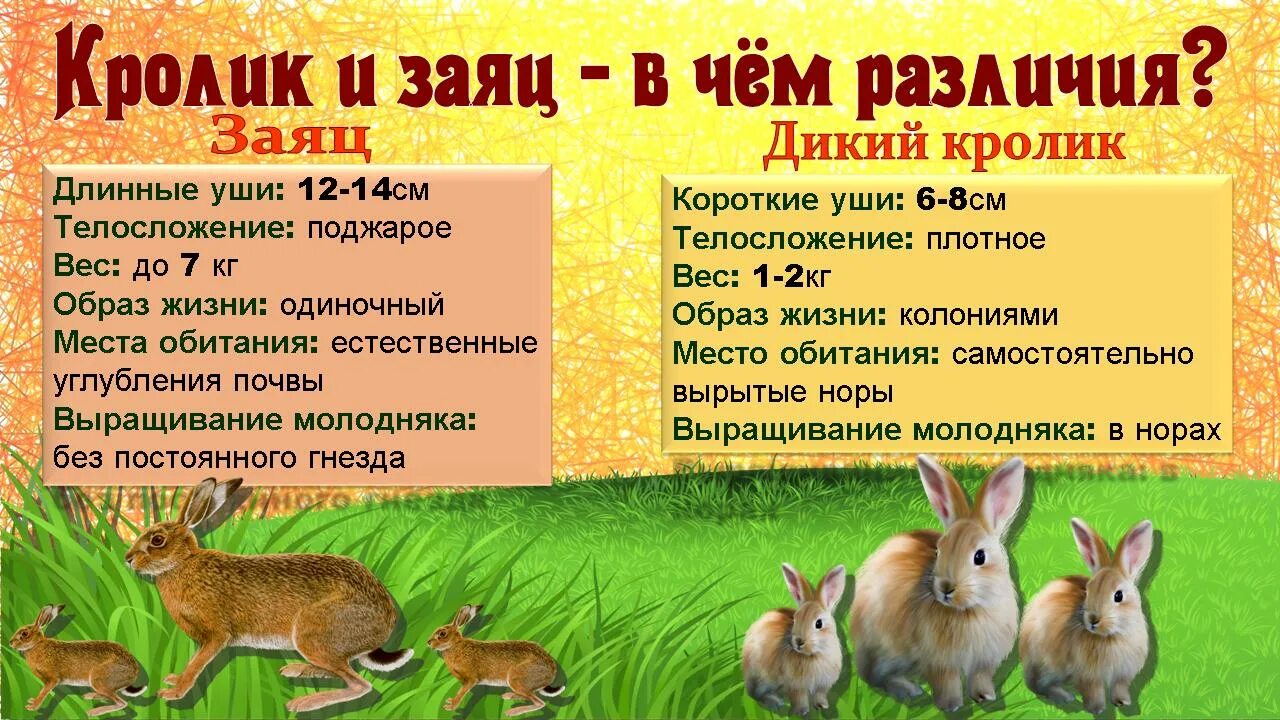 Всемирный день кролика. Международный день кролика 26 сентября. Международный день кролика 25 сентября. Международный день кролика 2022.