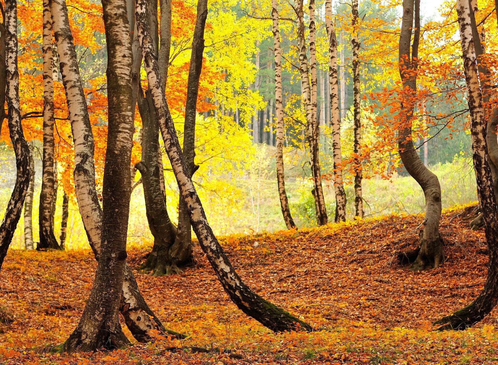 Может ли вас взволновать красота осеннего леса. Осенний лес. Осенняя роща. Фон осень лес. Береза осенью.