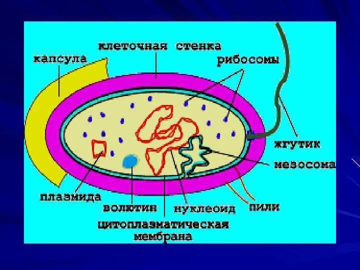 Модель бактериальной клетки 6 класс биология. Строение бактериальной клетки микробиология. Строение клетки бактерий микробиология. Части бактериальной клетки 5 класс. Особенности клетки бактерии 5 класс