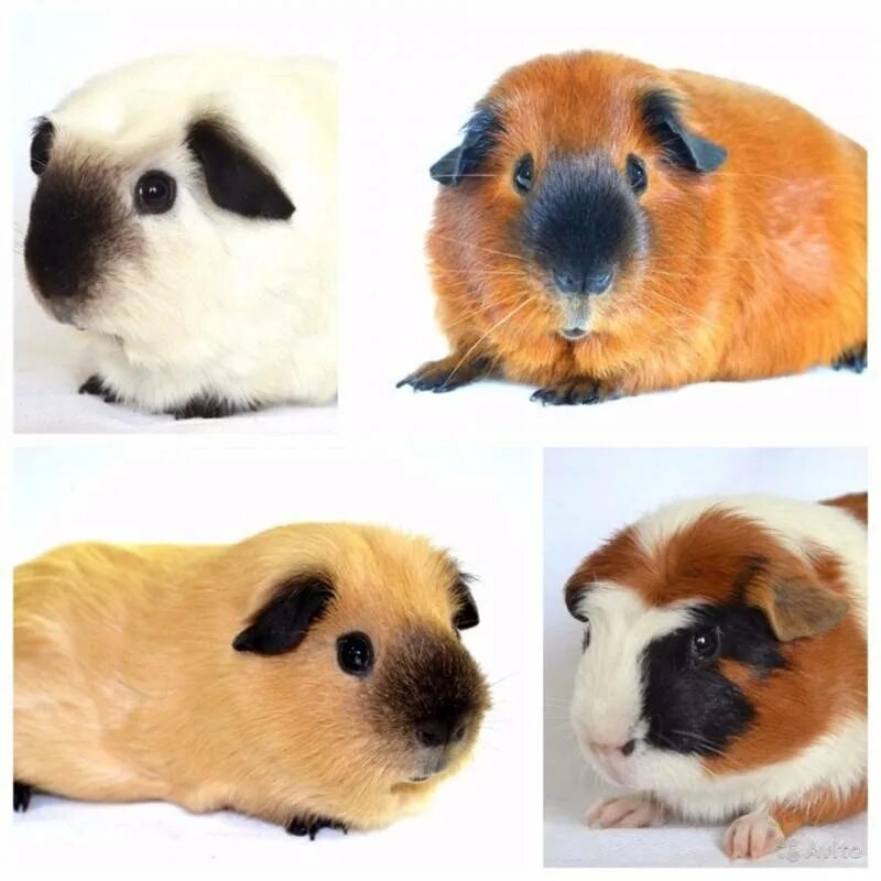 Названия пород морских свинок. Морские свинки породы. Морская свинка американский крестед. Названия пород морских свинок. Названия пород морских свинок.