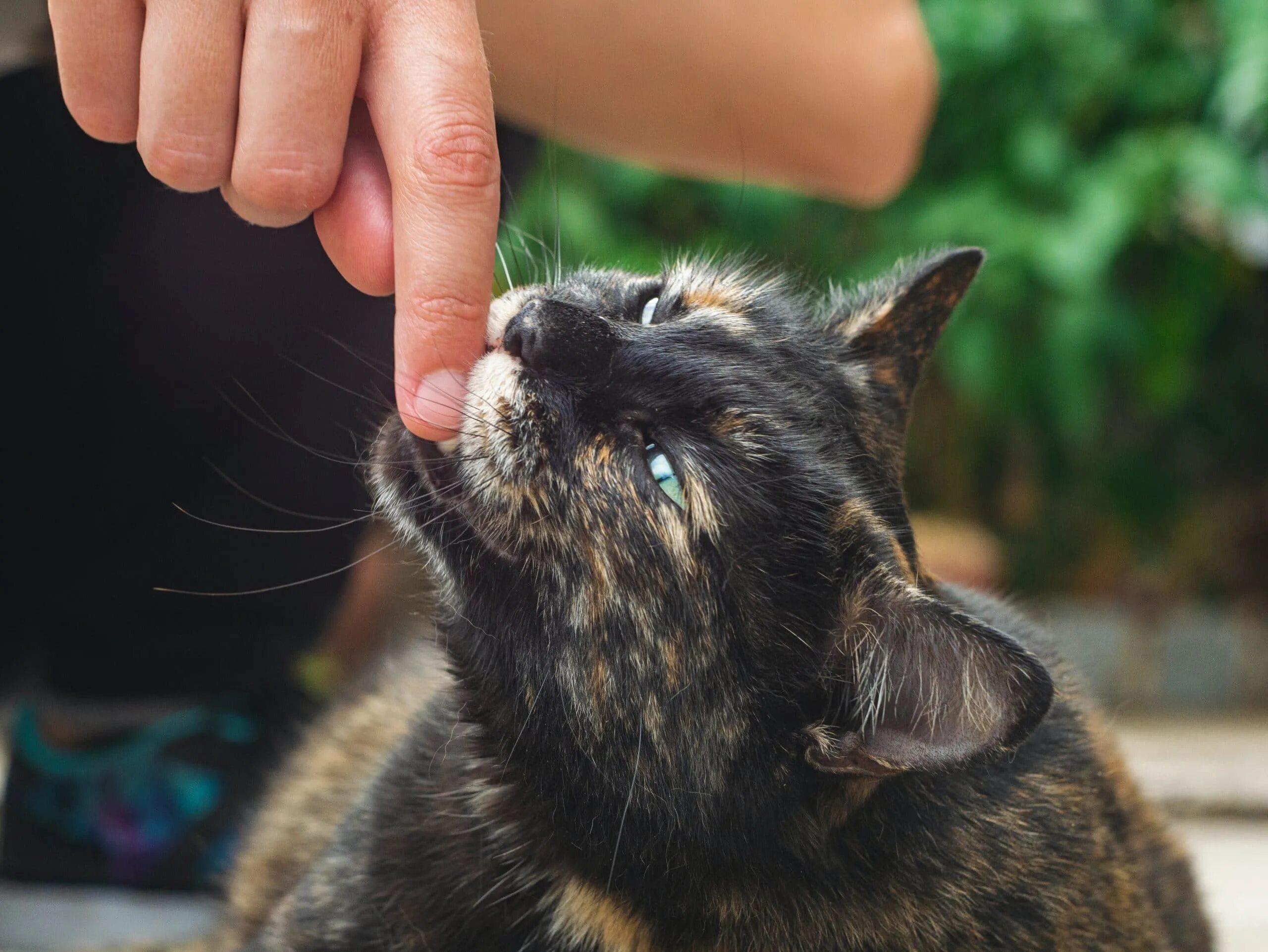 Кошка кусается причины. Кошка кусается. Кусачий кот. Кошка царапается.