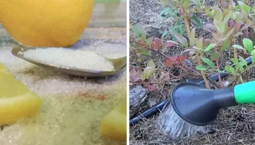 Как подкислить почву лимонной