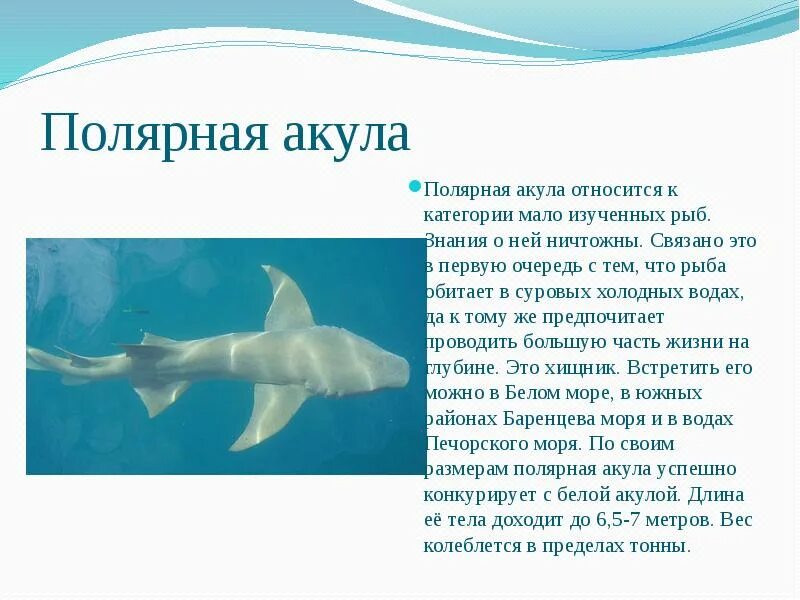 Тип текста акула. Форма тела акулы. сообщение о полярной акуле. акула относится к классу. рыбы арктики презентация.