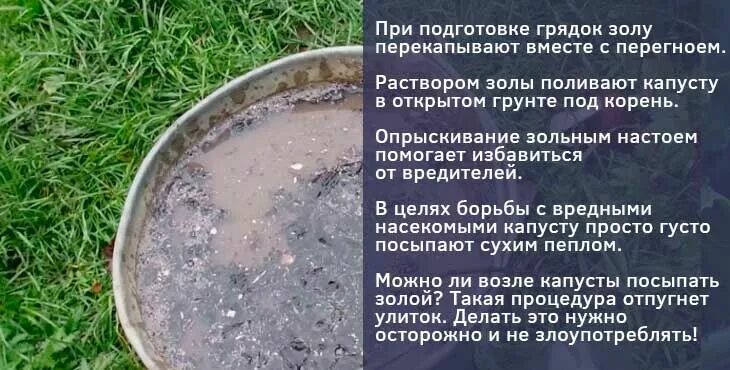 Зола древесная для капусты. Подкормка капусты золой. опудривание золой капусты. посыпать капусту золой. зола для капусты от вредителей.