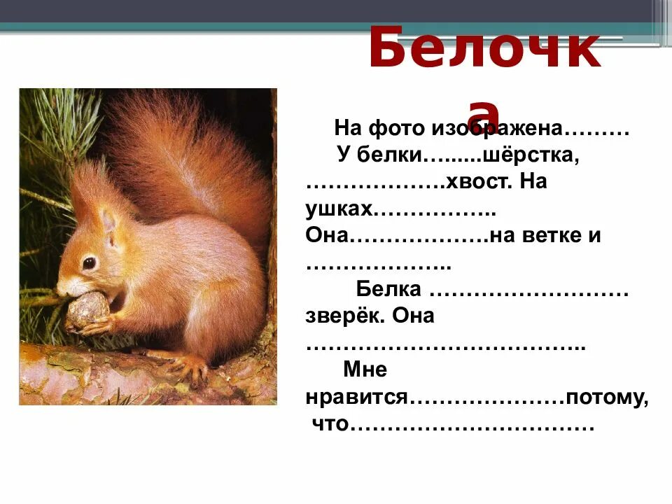 Урок русского 2 класс текст описание. Презентация текст описание. Текст описание белка 2 класс. Текст описание карточка. Текст описание класса.