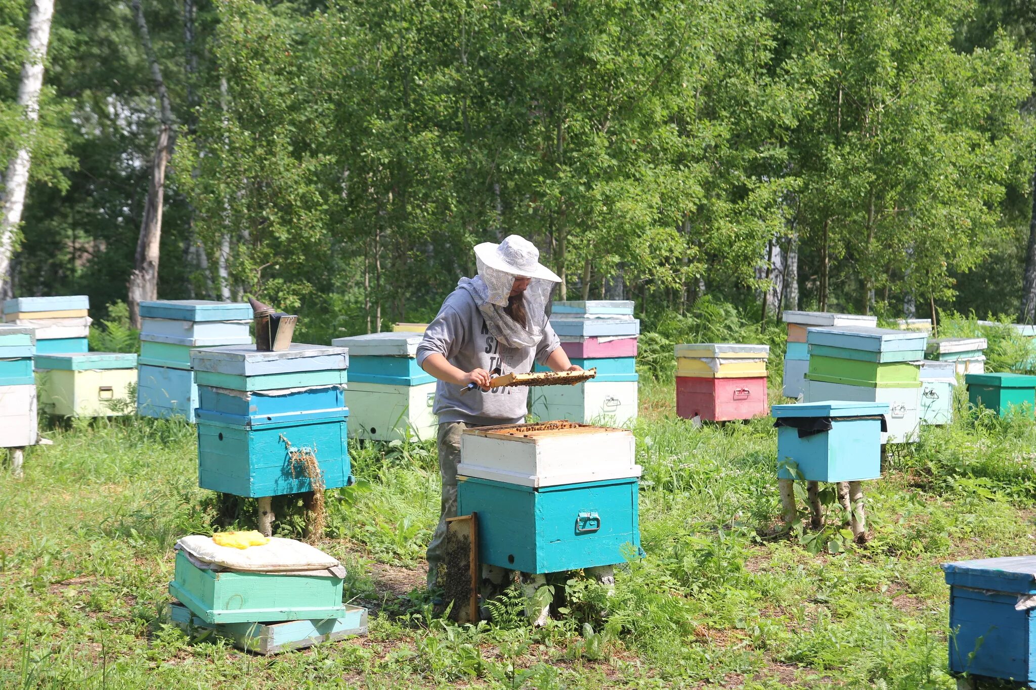 Пасека Николая Саханькова. Пчелиная пасека. Пасечник пчеловод. Современное Пчеловодство. Купить пчелосемьи в 2024 году