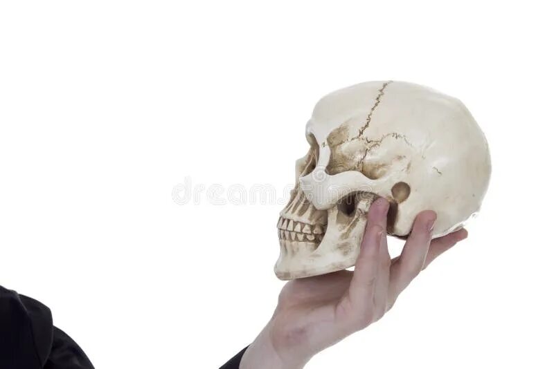 Где взять череп. Xthtg d hjrt. человек держит череп в руках.