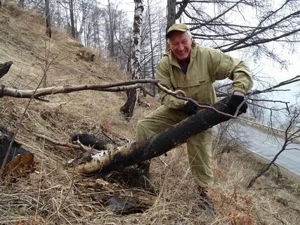 Пробираться сквозь валежник