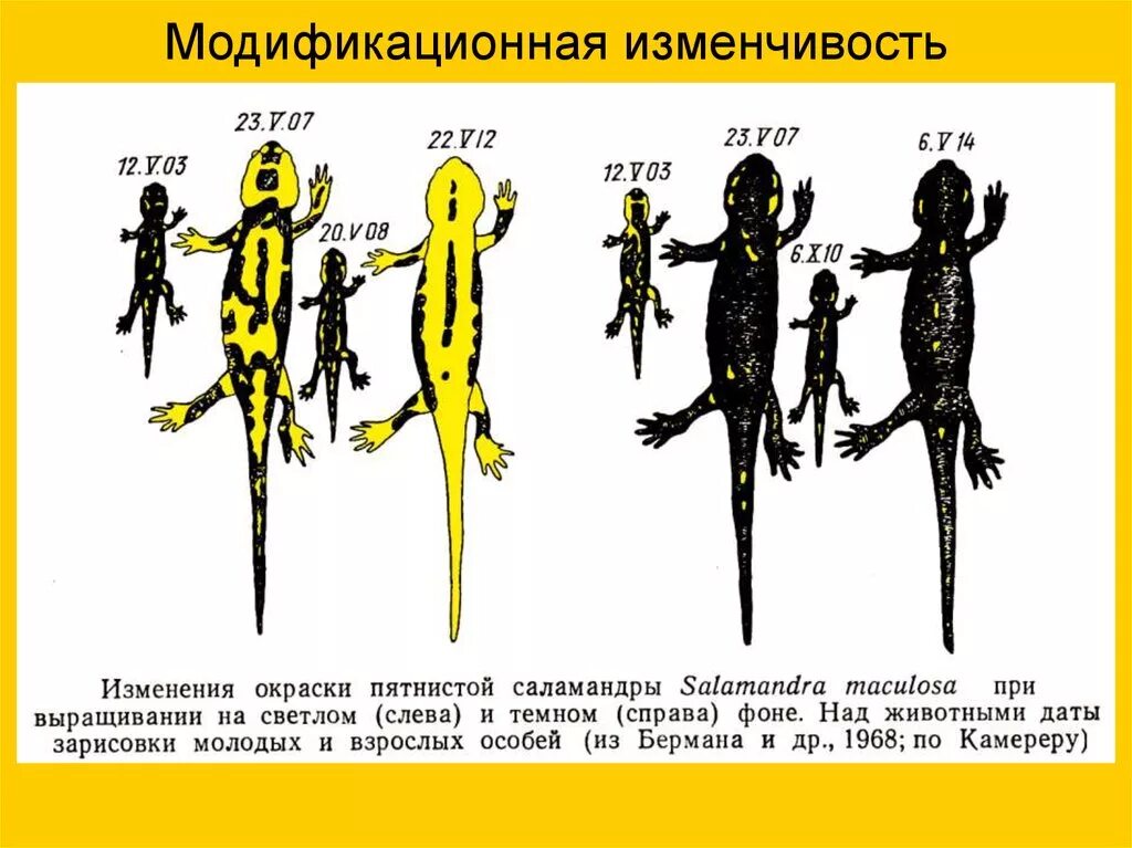 Примеры изменчивости у человека. Примеры модификационной изменчивост. Модификационная изменчивость примеры. Фенотипическая изменчивость примеры. Модификационнаяная изменчивость примеры.