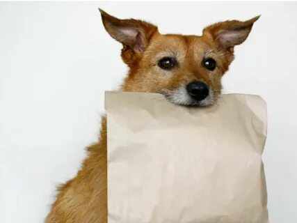 Doggybag