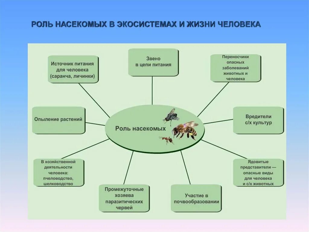 Описание роли в экосистеме. Роль насекомых в экосистемах. Роль в экосистеме. Роль насекомых в экосистемах и жизни человека. Роль насекомых в биогеоценозе.