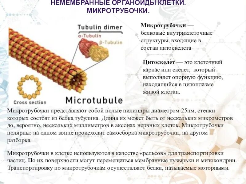 Структуры содержащие микротрубочки. Органоид микротрубочки строение и функции. микротрубочки немембранный органоид. органоиды клетки микротрубочки.