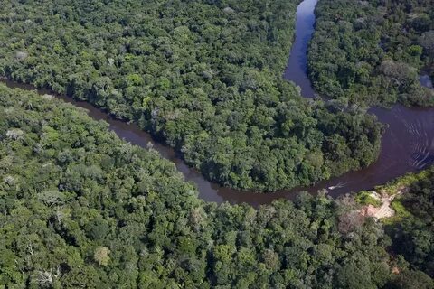 Сельвой в америке называют