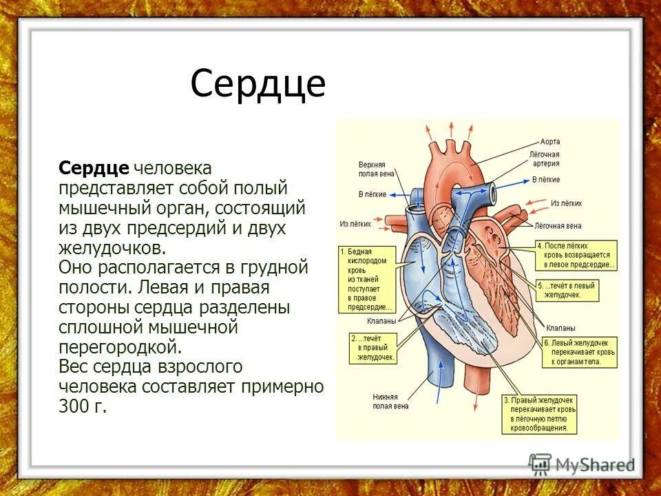 Сердце человека литература