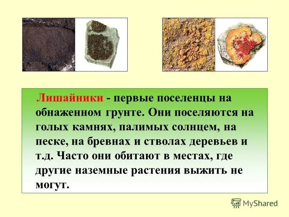 переходный торф. лишайники описание. торф слаборазложившийся. первыми на минеральном субстрате поселяются. лишайники урала.