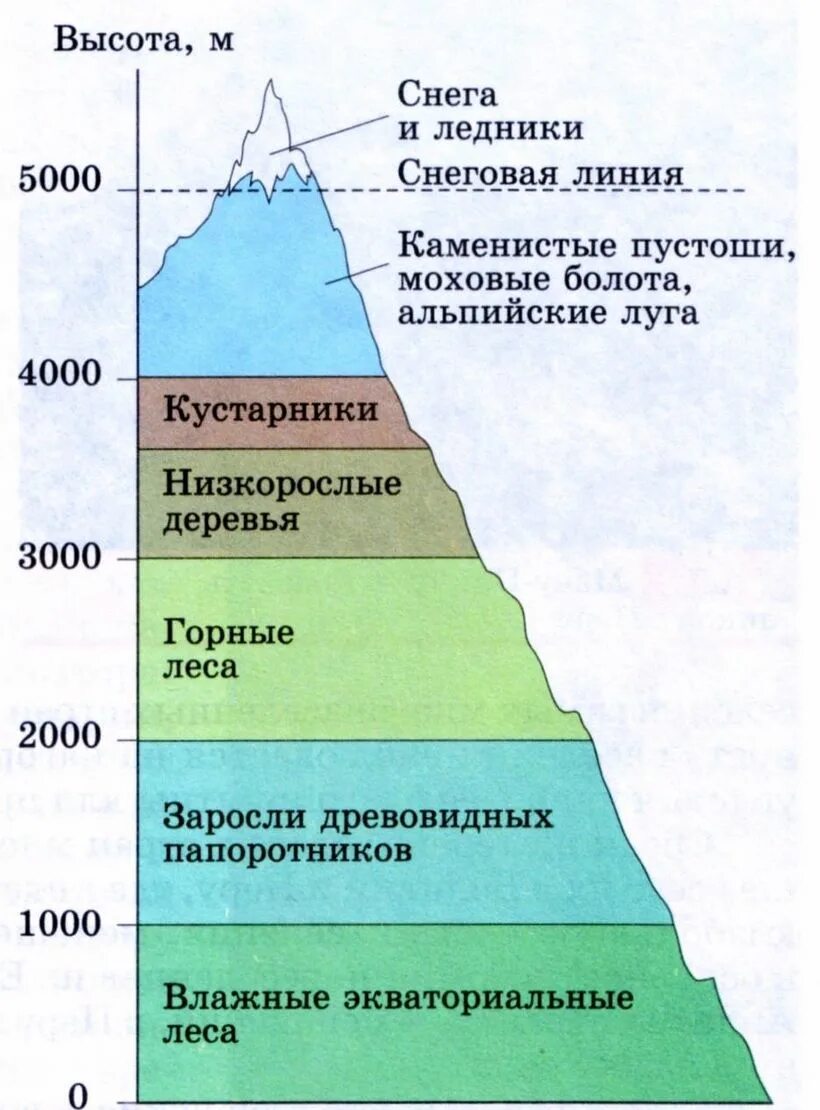 Как называется смена природы при подъеме вверх