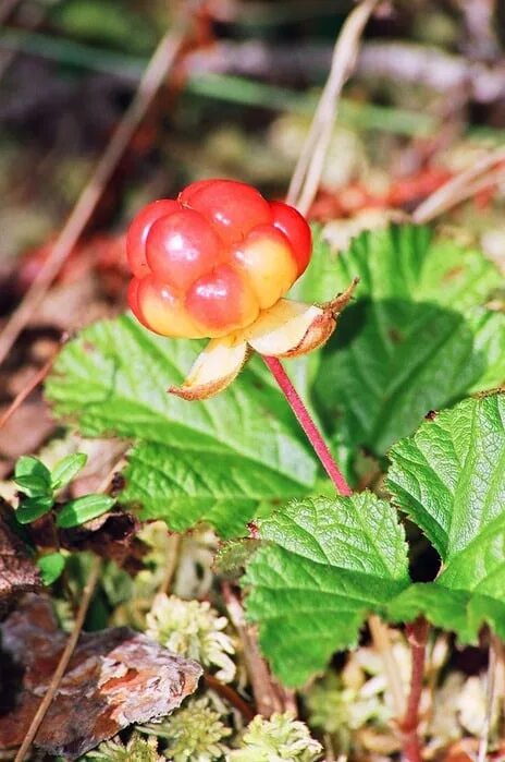 Морошка ягода. Морошка Болотная. Морошка Лесная. Морошка – Rubus chamaemorus l..