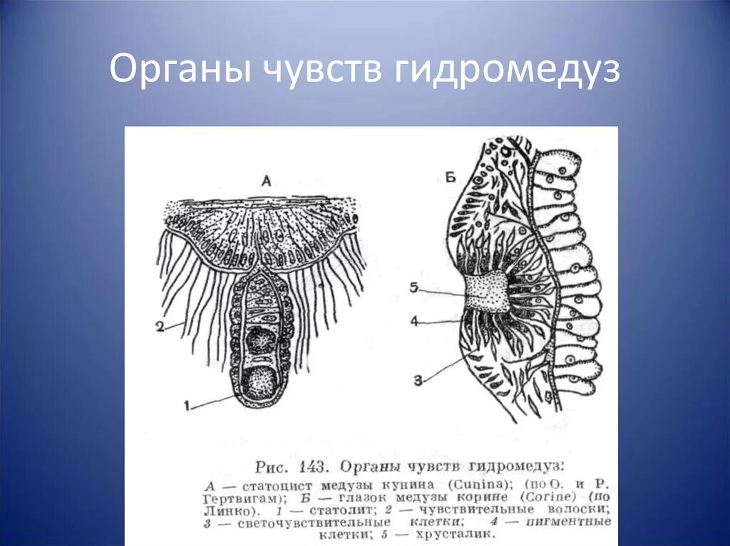 Органы чувств гидромедуз. Органы равновесия статоцисты. Статоцисты у медуз. Органы чувств кишечнополостных.