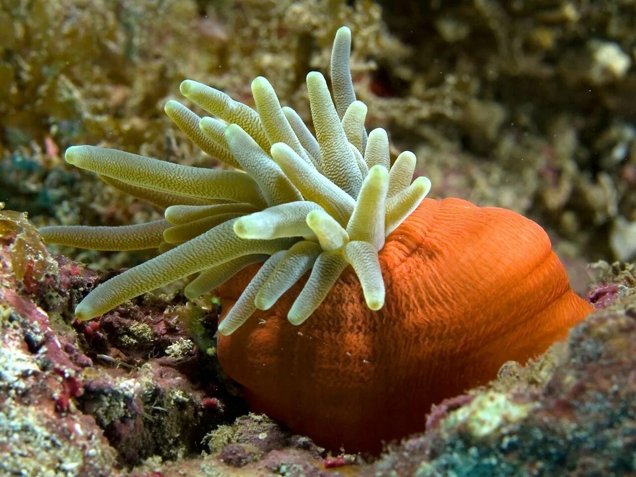 Коралловые полипы актинии. Морской полип актиния. Актинии морские анемоны. Актиния водоросль. Образ жизни беспозвоночных