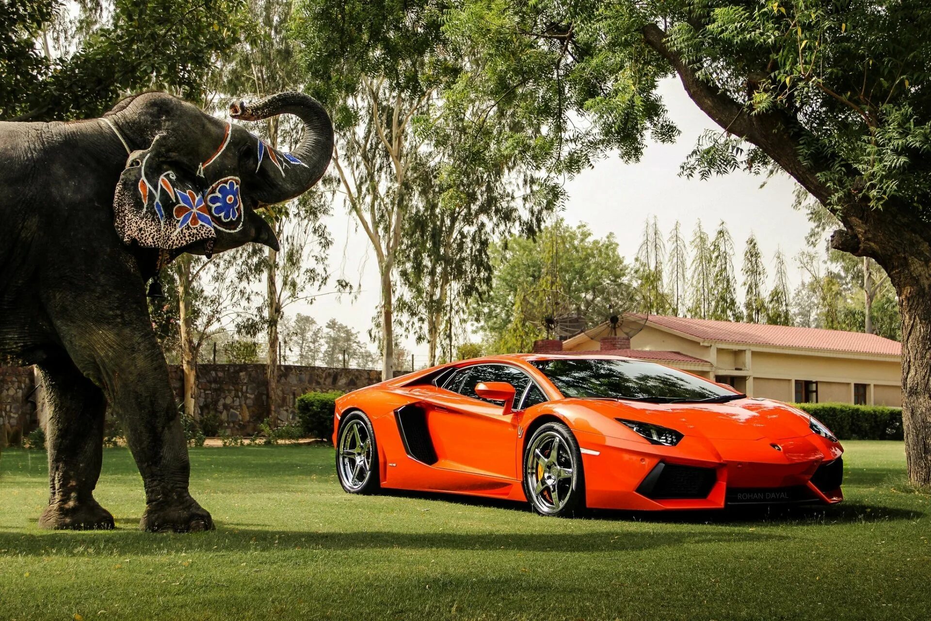 Бык на какой машине. Lamborghini Aventador lp700-4 спереди. Авентадор бык. Ламборджини Aventador оранжевый. Бык Ламборгини.