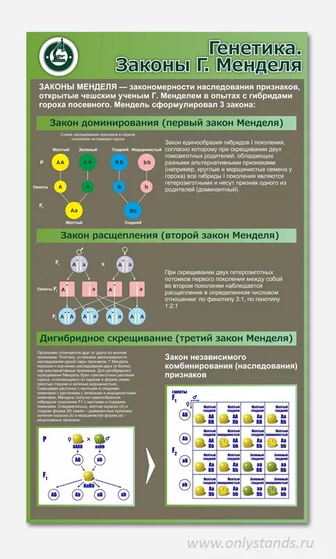 Курс по генетике. Законы Менделя. Законы Менделя генетика. Закони генетика Менделя. Законы Менделя таблица.