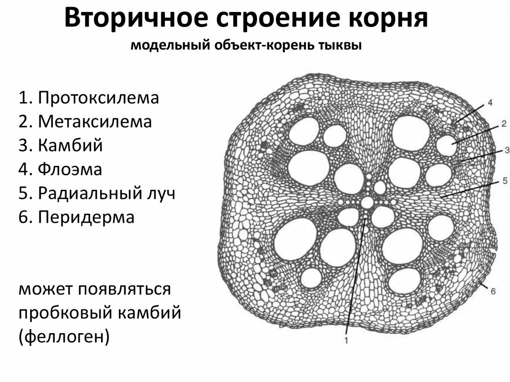 Вторичное строение корня