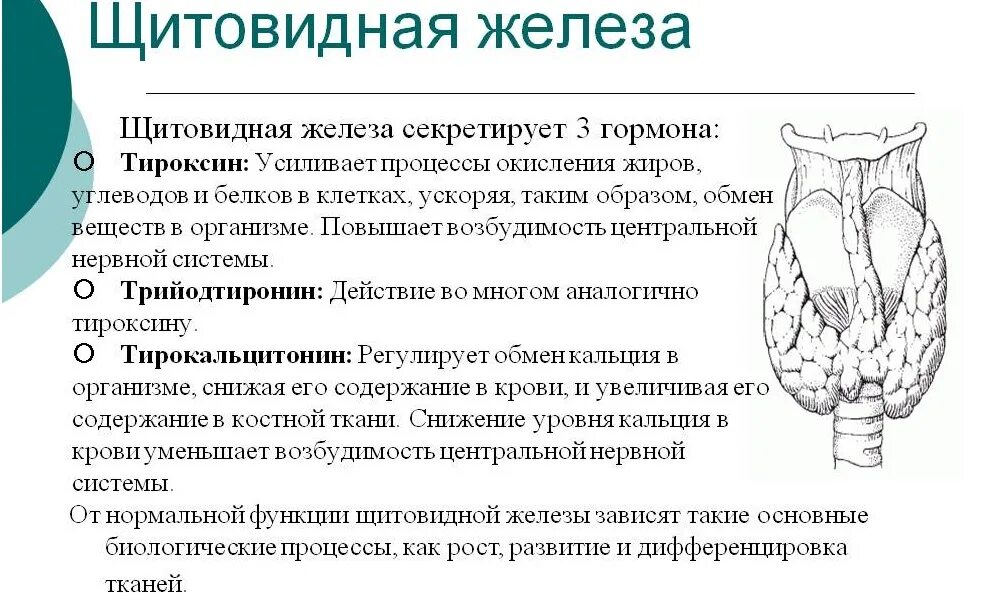 Гормоны щитовидной железы человека. Периферические эндокринные железы. Тироксин гормон щитовидной железы. Эндокринная функция щитовидной железы. Какие железы вырабатывают тироксин