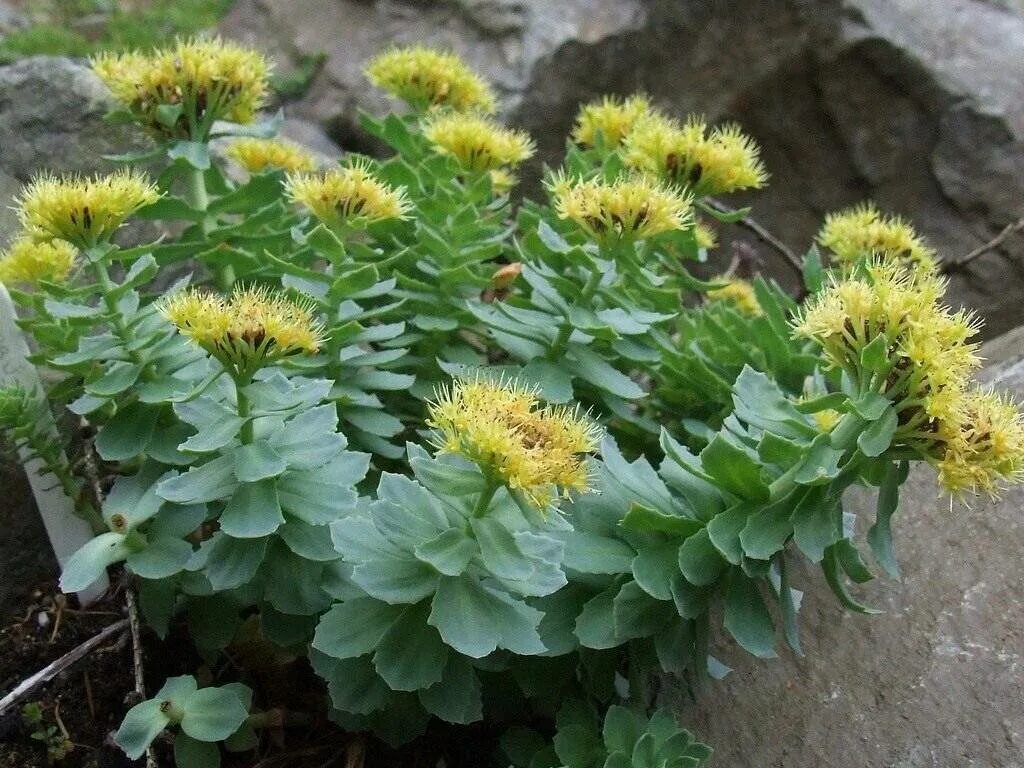 Родиола розовая растет. Золотой корень родиола. Родиола розовая Rhodiola rosea. Золотой корень радиолла. Растение родиола розовая (золотой корень).