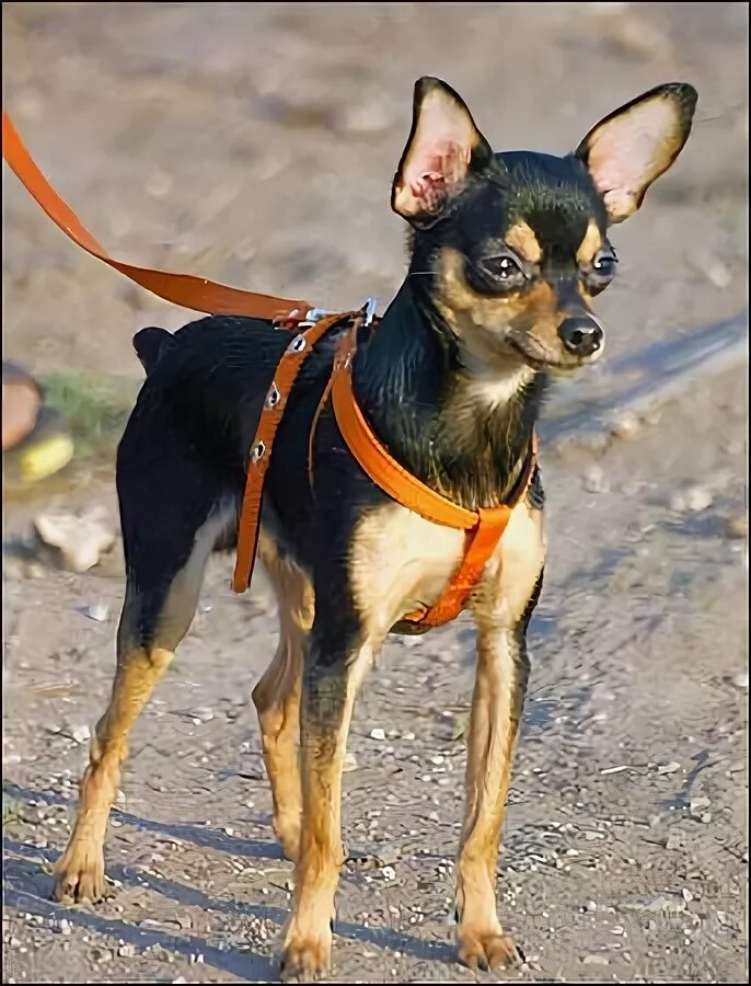 собак маленькая на тонких ножках. собак маленькая на тонких ножках. той терьер гладкошерстный. левретка терьер гладкошерстный. мексиканский карликовый терьер.