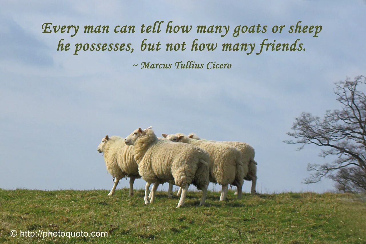 Can you tell me how much. Quotes Sheep. Sheep Creative. Adha Sheep. Much Sheep или many.
