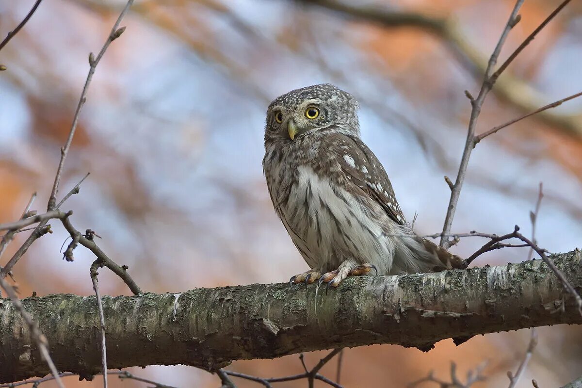 воробьиный гул