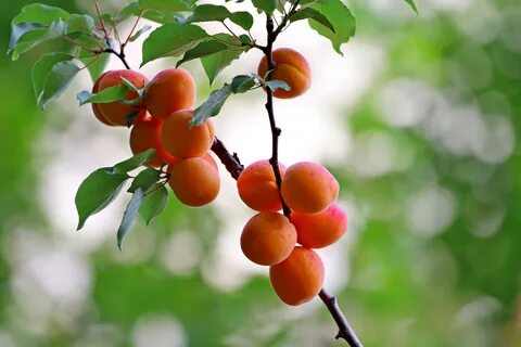 Абрикос х