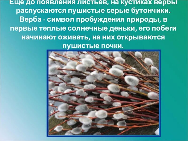 Почки вербы. Верба описание. Верба символ. Верба с пушистыми почками.