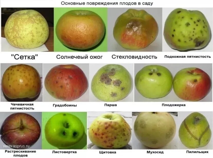 Почему появляется яблоко. Дефекты яблок. Физиологические болезни плодов яблони. Пятна на яблоках.