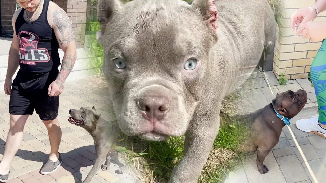 Альфабулс. Альфабулс. Альфабулс. Alfabullskennel кто такой. Alfabullskennel кто такой.