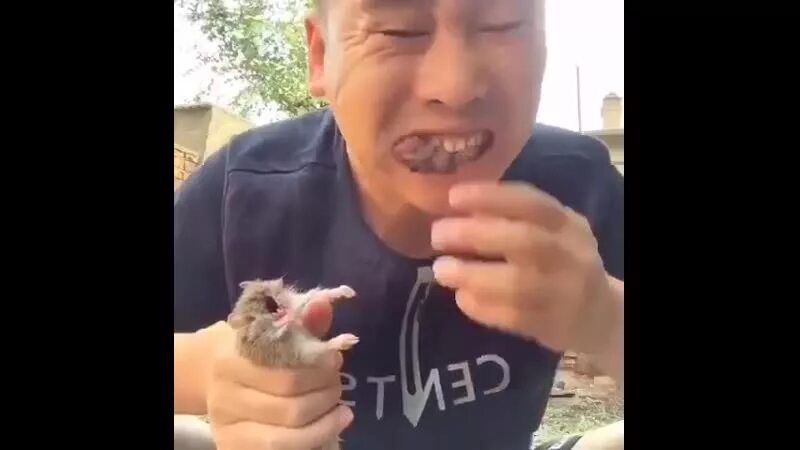 Китаец ест летучую мышь. Китайцы сожрали летучую мышь. Видео как едят найти видео