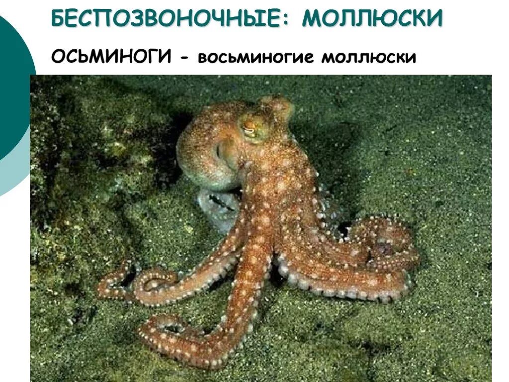 Осьминог какой класс животных. Осьминог. беспозвоночные животные. морские беспозвоночные животные. осьминог моллюск.
